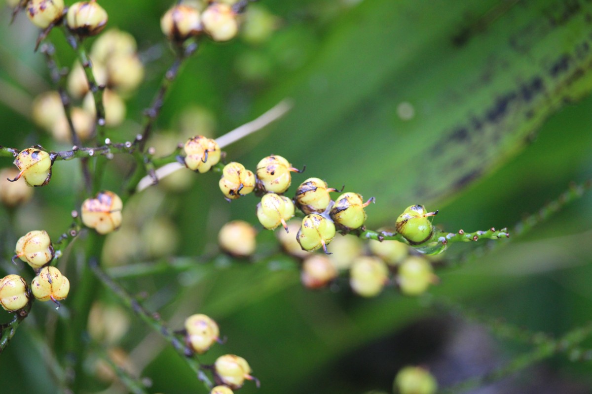 Xiphidium caeruleum Aubl.